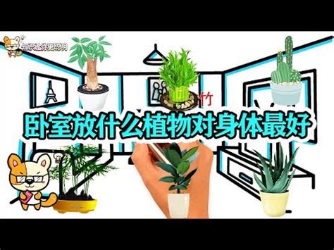 睡房放植物|【睡房放植物】睡房植物打造香氛好眠空間！10種必擺植物，風水。